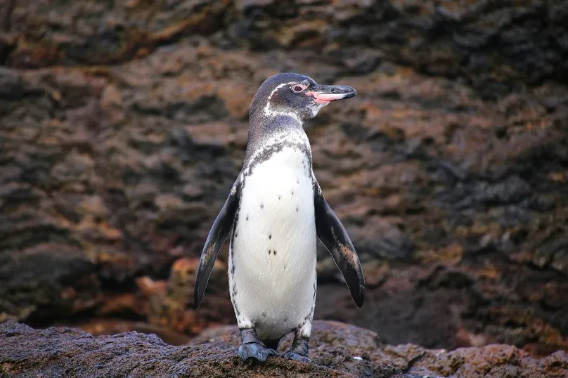 Beste reistijd Galapagos - een penguin op het Bartolome Island.