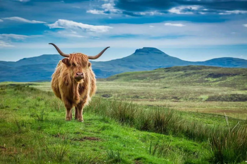 Beste reistijd Schotland - Schotse hooglander op de Isle of Skye.