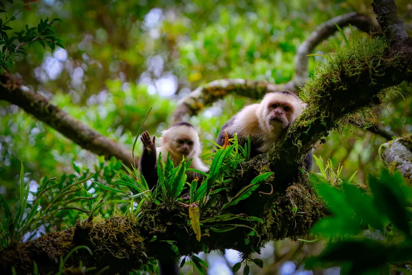 Aapjes in Costa Rica.