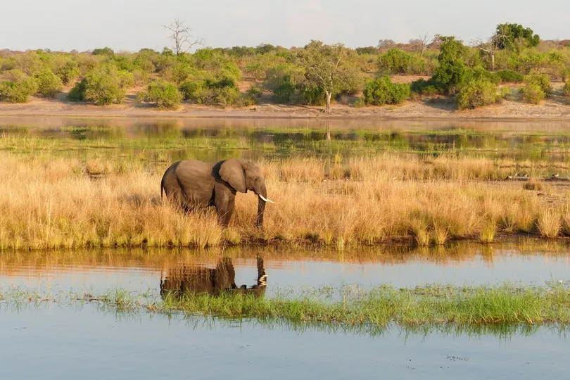 Olifant in het Chobe National Park in Botswana.