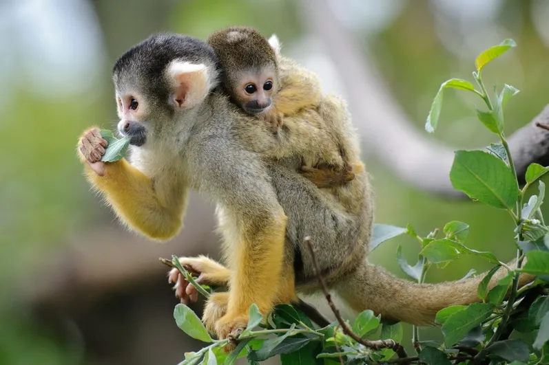 Costa Rica - een volwassene en een baby gele doodshoofdaapjes.