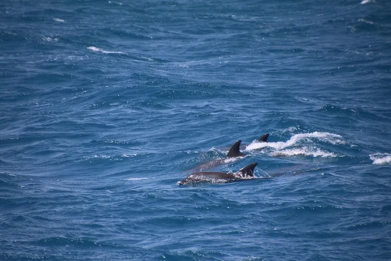Dolfijnen die net boven het water zwemen in de oceaan.