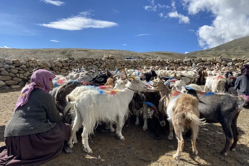 Geiten melken Ladakh