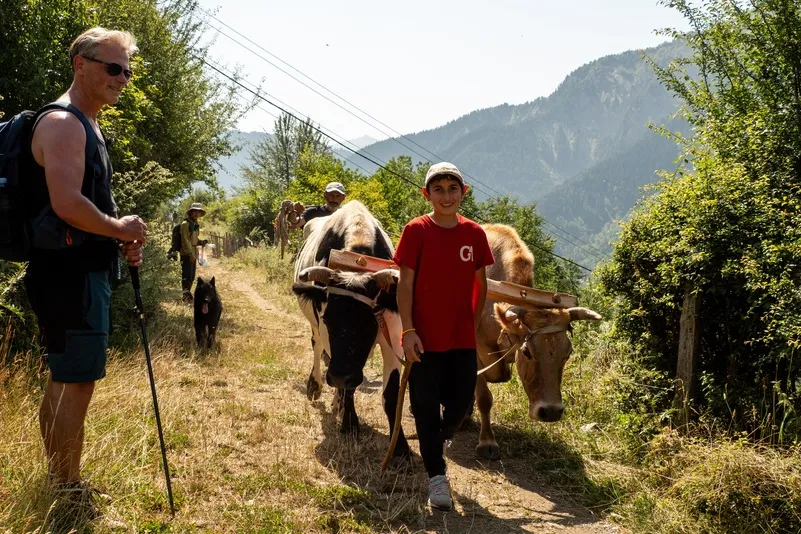 Wandelaars ontmoeten lokale herder met ossen op een bergpad.