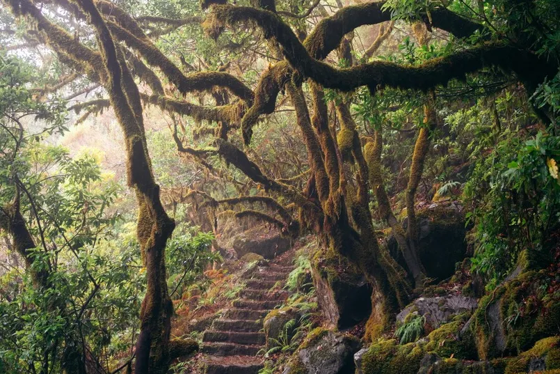 Een foto van een woud met een trappetje.