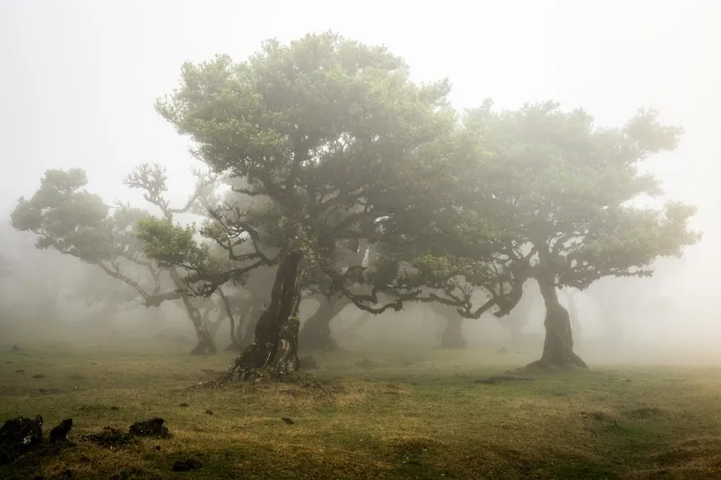 Een paar laurierbomen op een mistig veld.