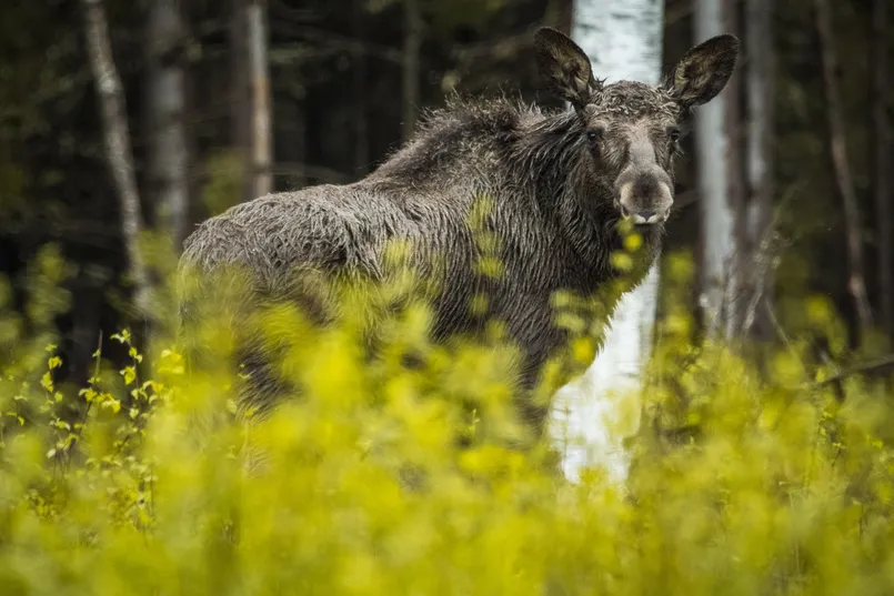 Een grote moose in het zweedse landschap. 