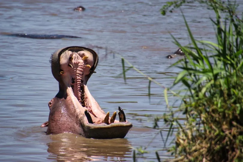 Nijlpaard in het water trekt zijn enorme bek ver open.