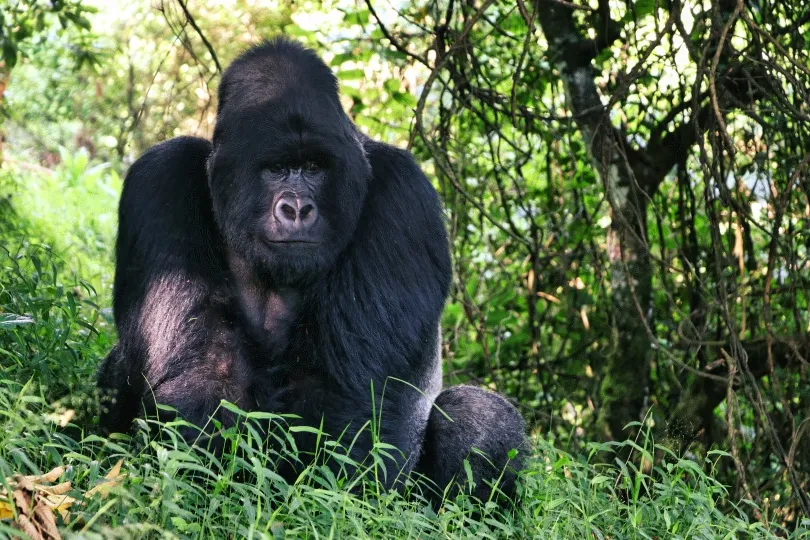 Berggorilla in Oeganda zit rustig in het gras.