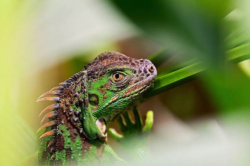 Leguaan in Costa Rica.