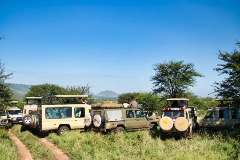 Tientallen safarijeeps staan rondom een boom waar een dier zich verstopt.