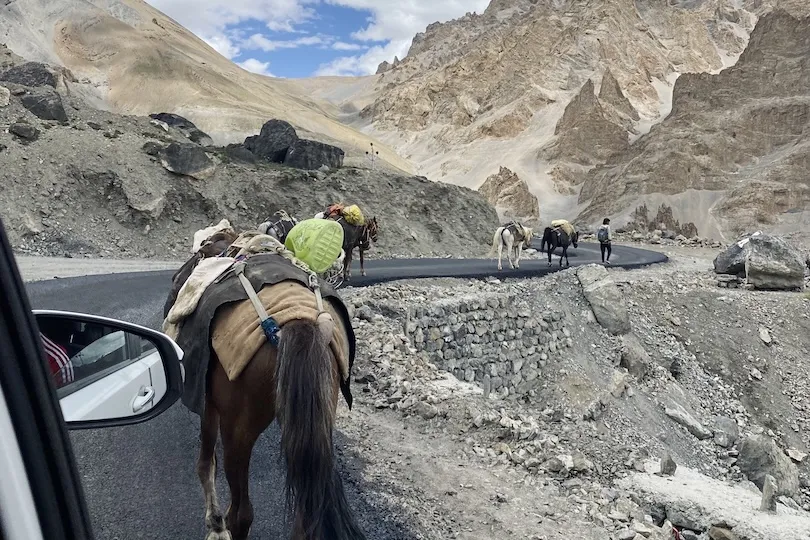 Paarden in Zanskar Ladakh