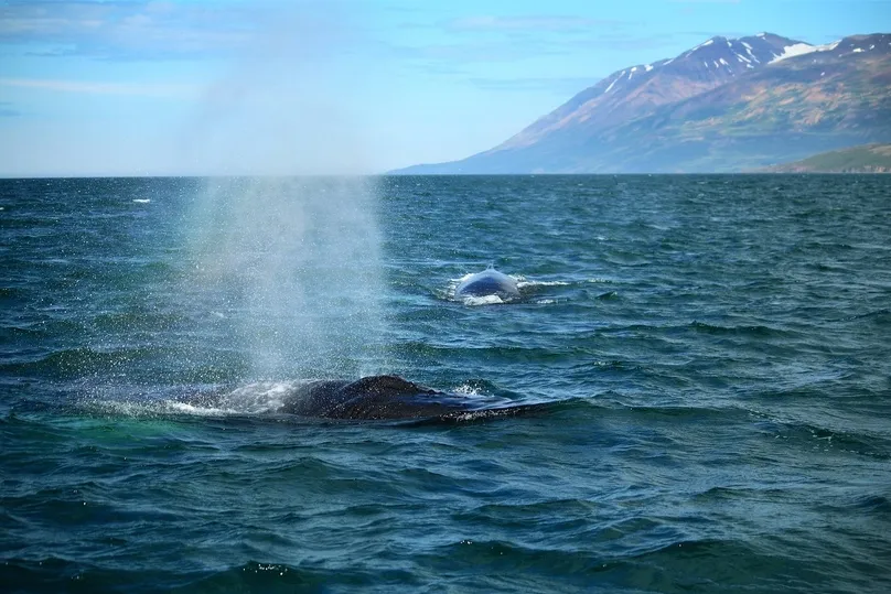 2 walvissen zwemmende aan de bovenkant van het water in de Atlantische oceaan.