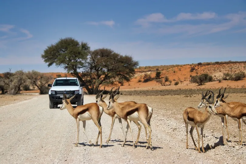 Een stel springbokken steekt over terwijl een witte safarijeep wacht.