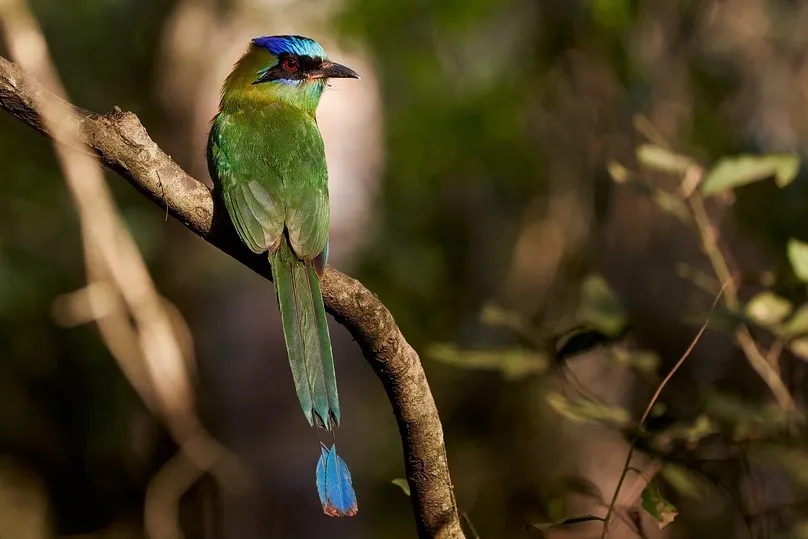 Vogelreis Costa Rica - Blue Capped Motmot vogel op een tak.