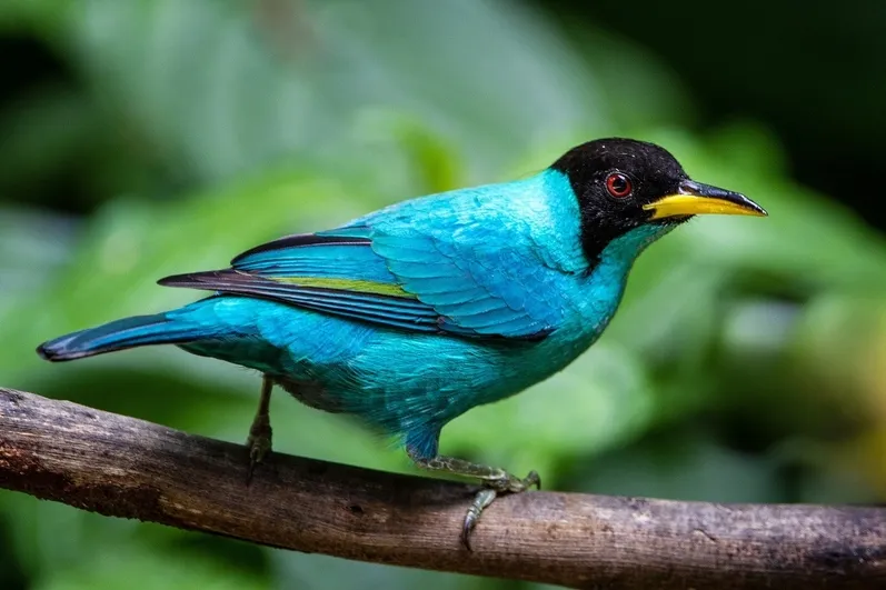 Green Honeycreeper vogel op een tak in Costa Rica.