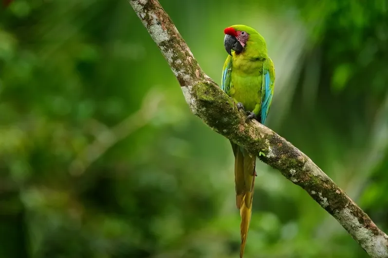 Groene ara op een tak in Costa Rica.