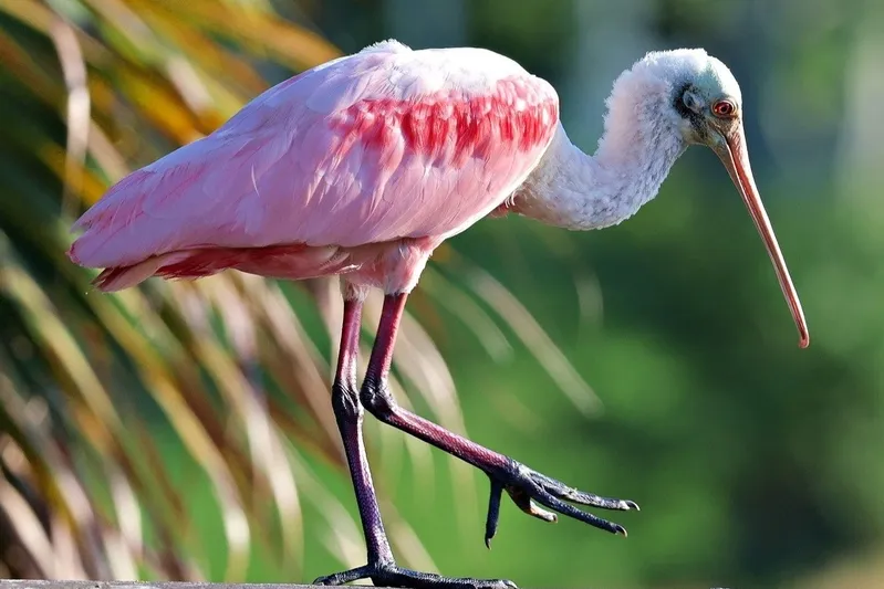 Roze lepelaar in Costa Rica.