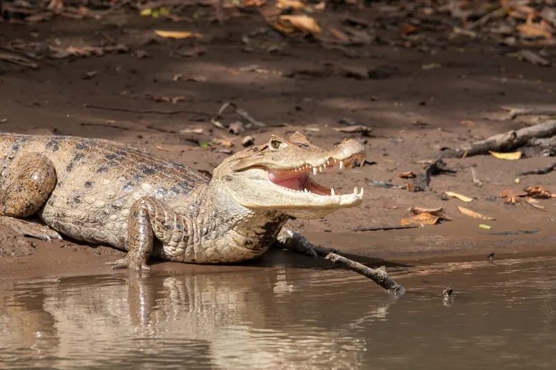 Vogelreis Costa-Rica - kaaiman in het water in Caño Negro.