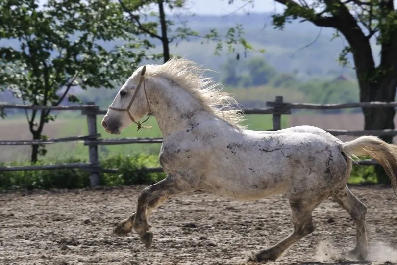 Een rennend wit paard.