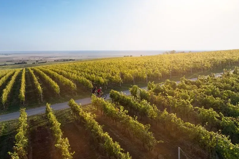 Een wijngaarde met in het midden een fietspad met 2 fietsers. 