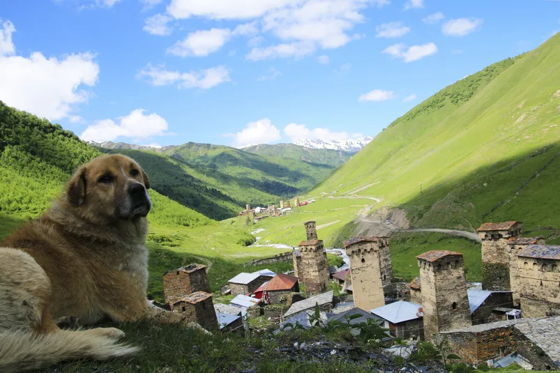 Foto van een hond in Ushguli in Georgië bij de monniken. 
