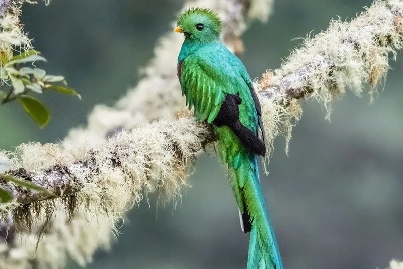 Groene Quetzal vogel op een tak in Costa Rica.