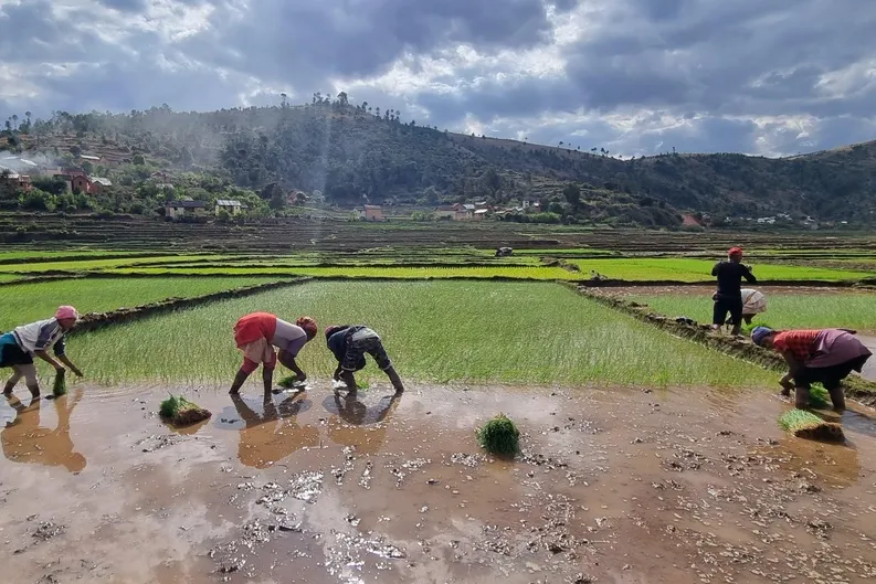Locals werken op een veld in Madagaskar.