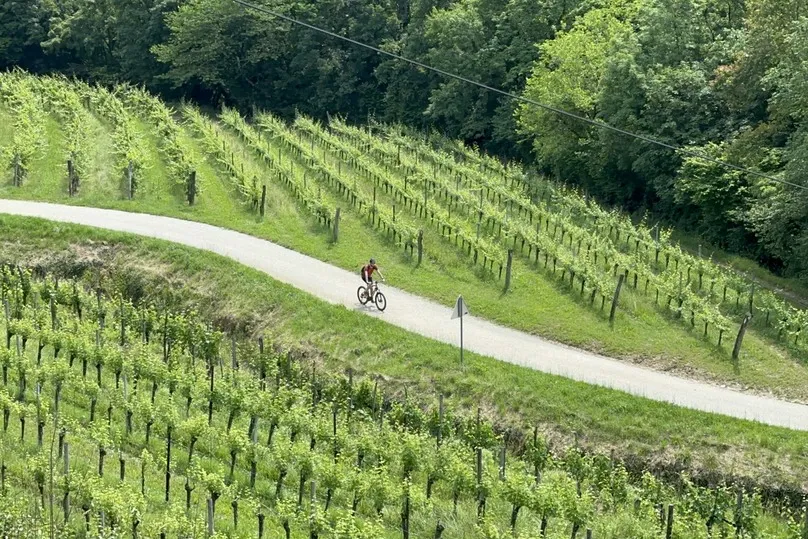 Fietsreizen Europa - fietser tussen wijngaarden in Brda Slovenië.