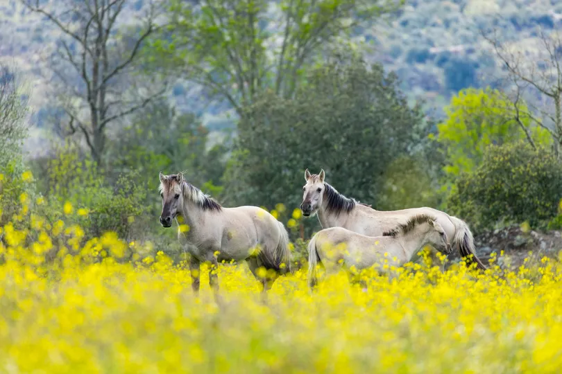Sorraia paarden in een weiland vol gele bloemen.