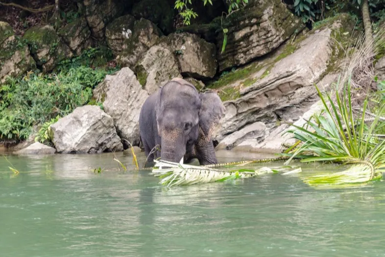 Tangkahan olifanten in het water op Sumatra.