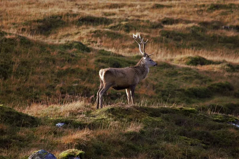 Een groot Hert op een heuvelig weide landschap.