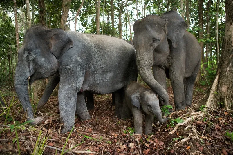 Twee volwassen olifanten met een baby olifant op Sumatra, Indonesië.