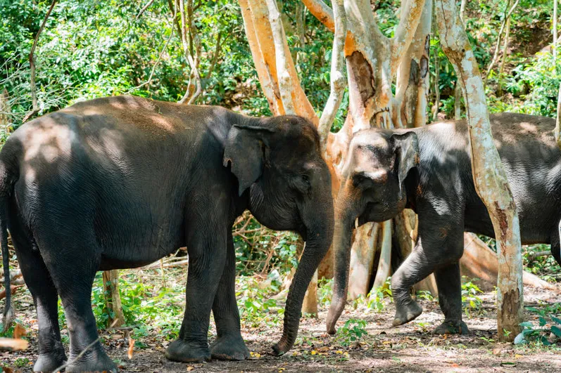 Olifanten in een olifantenopvang op Sumatra Indonesië.