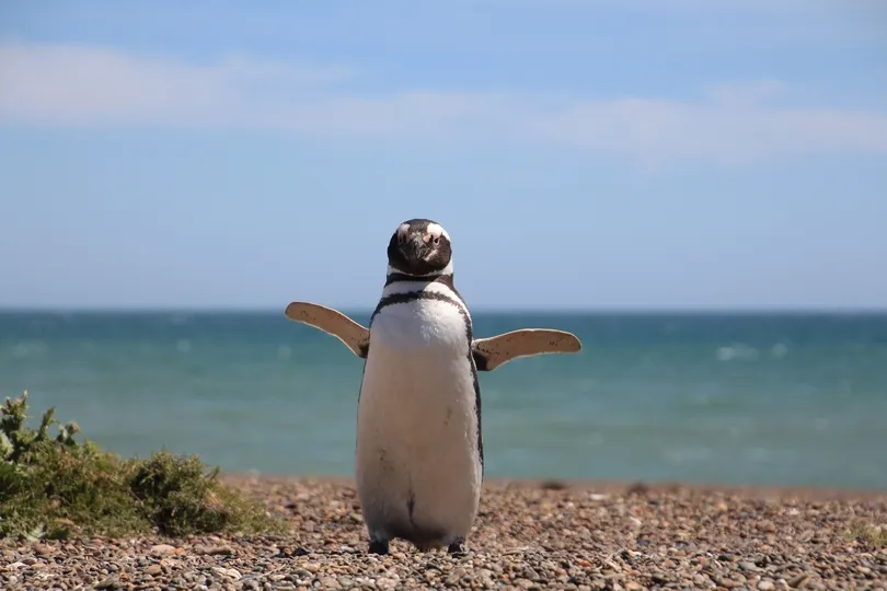 Pinguïn in Argentinië.