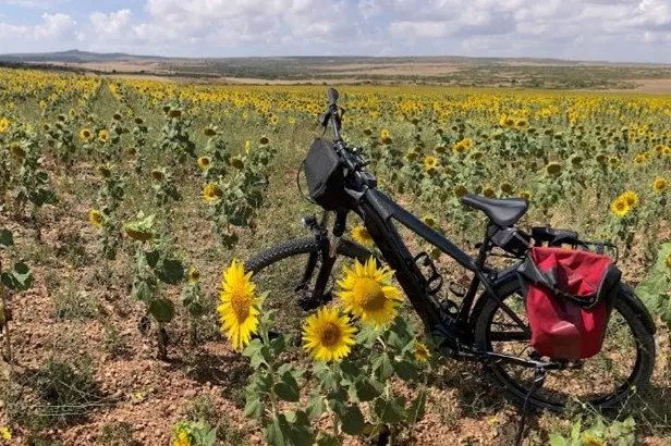 Fiets in een korenbloemenveld in Aragón.