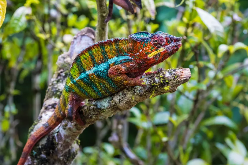 Panterkameleon in het wild