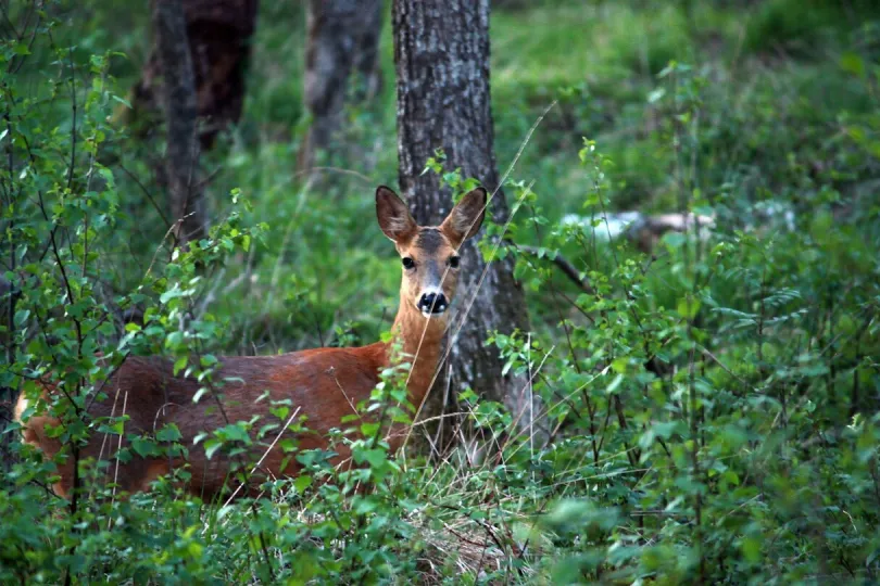 Een hert omringd door groene struiken