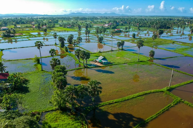 Cambodja met kinderen - uitvergrootte foto van de rijstvelden van Kampot.