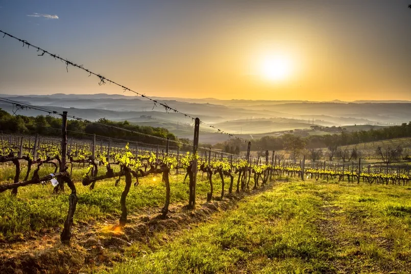 Wijngaarden in Montalcino.