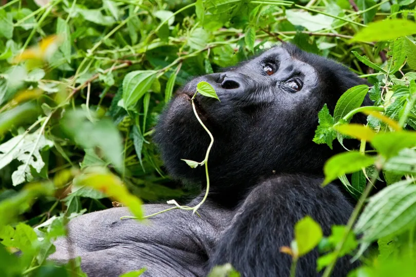 Gorilla tussen groene bladeren met een takje in zijn mond.