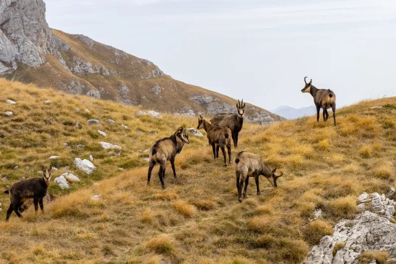 Dieren in de natuur in Montenegro.