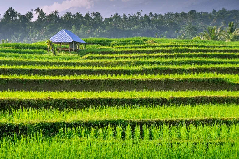 Homestay Lombok - huisje middenin een rijstenveld op Lombok.
