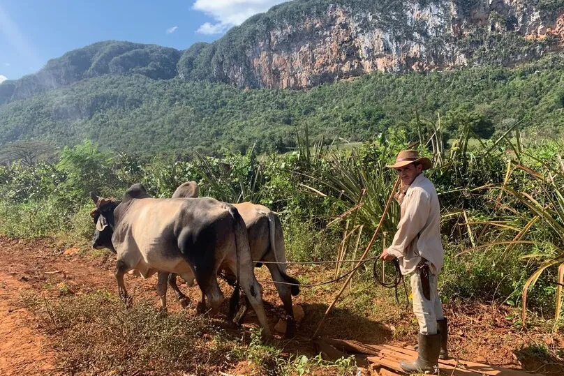 Cuba excursies - local met een koe tijdens een ecologische boerderij tour.