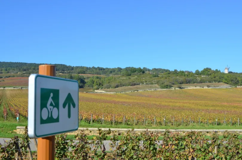 Een groen-wit bord voor de fietsroute waarbij het landweggetje zich tussen de Franse wijngaarden en door de heuvels in de Bourgogne verder leidt.