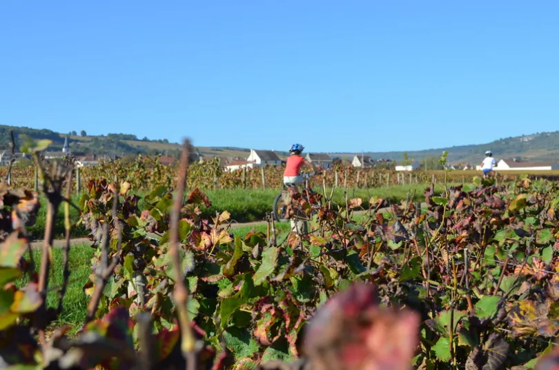 Op de voorgrond zijn wijngaarde te zien in het platteland van Frankrijk in de Bourgogne met tussen de wijngaarden in een smal weggetje waar een vrouw doorheen fiets met op de achtergrond nog heuvels en een strakblauwe lucht.