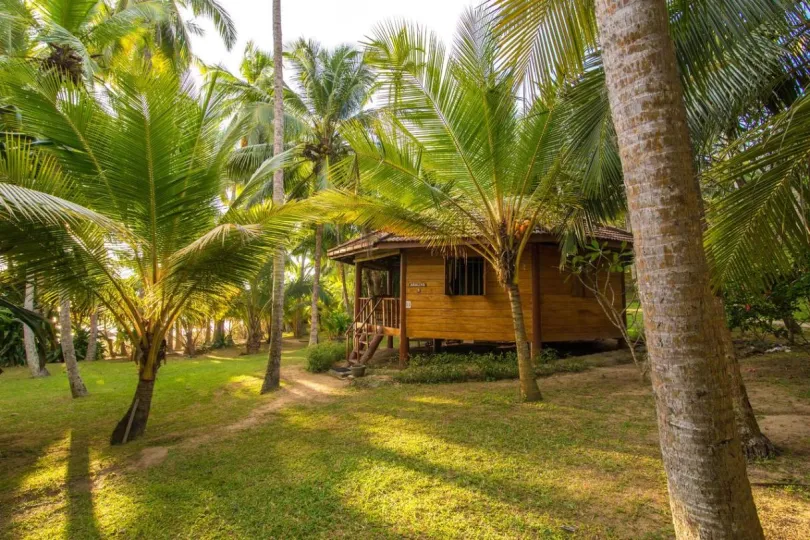 Een houten huisje staat tussen palmbomen in een rustige tuin.