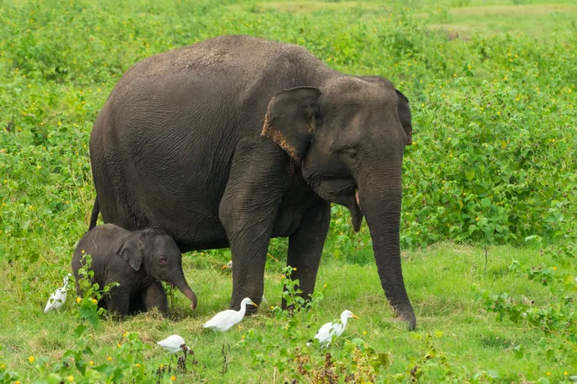 Een olifant met jong loopt door het groene landschap.