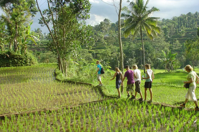 Rondreis Indonesië - reizigers op een wandeltocht tussen rijstvelden.