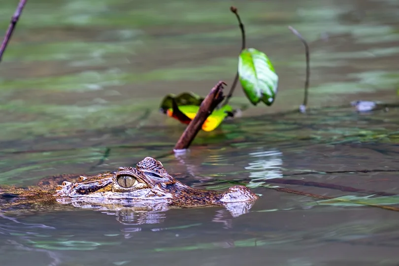 Krokodil in het water in Costa Rica.